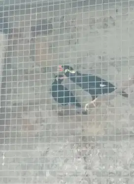 Burung Sejenis Jalak Jumbo