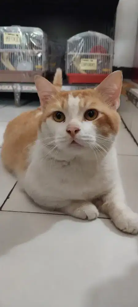 Pejantan munchkin