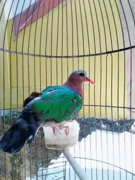 MERPATI DELIMUKAN SEPASANG