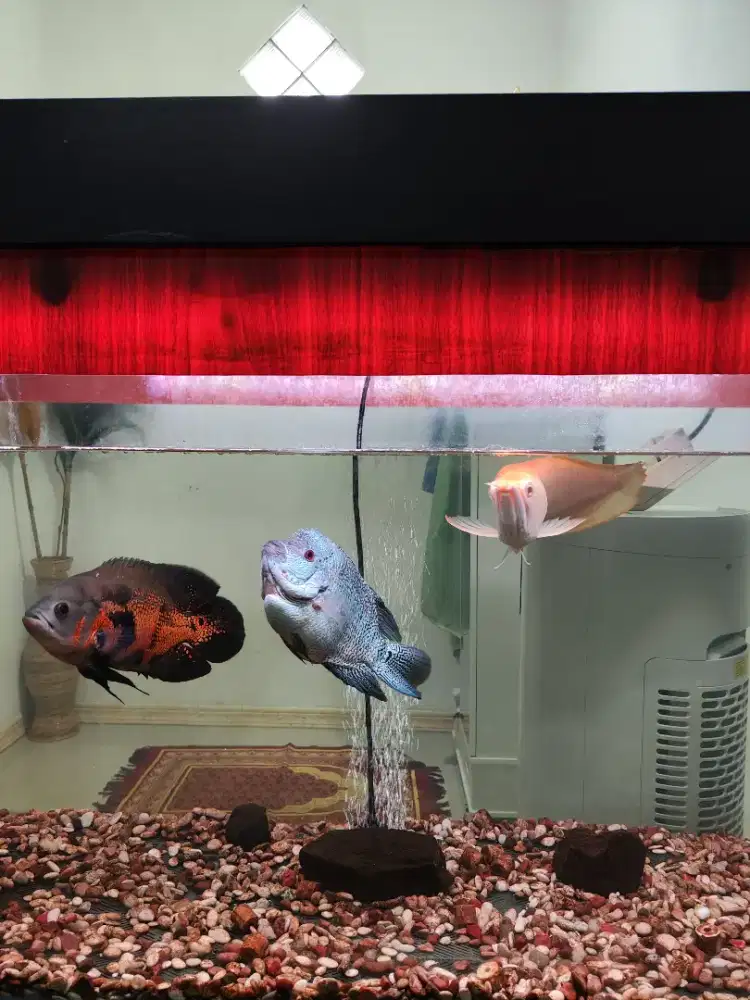 Ikan Oscar Grade A