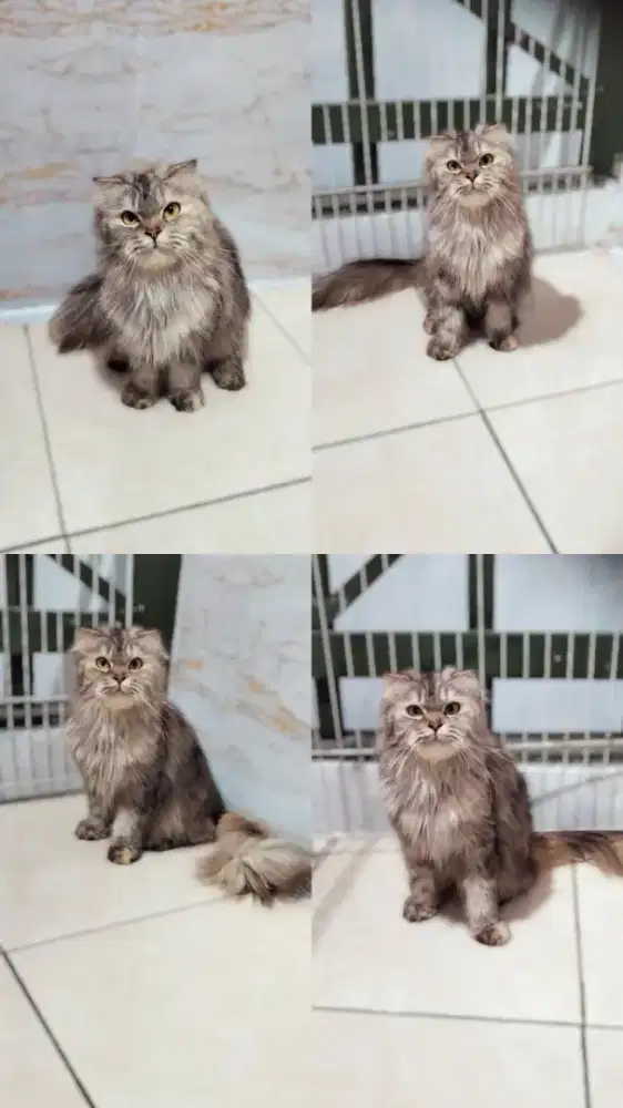 KUCING SCOTTISH FOLD BETINA
