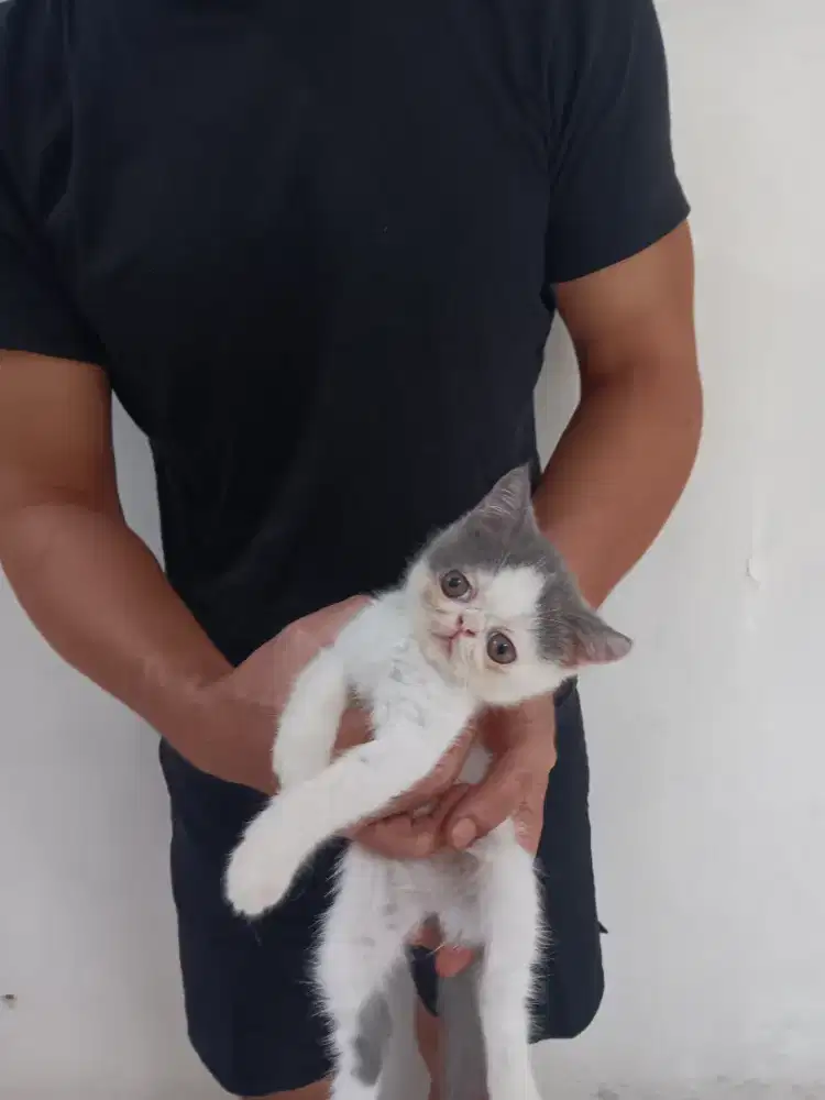 Kitten exotic short hair(pesek)