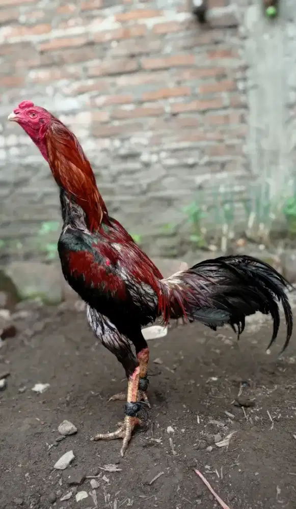 Ayam bangkok toppp