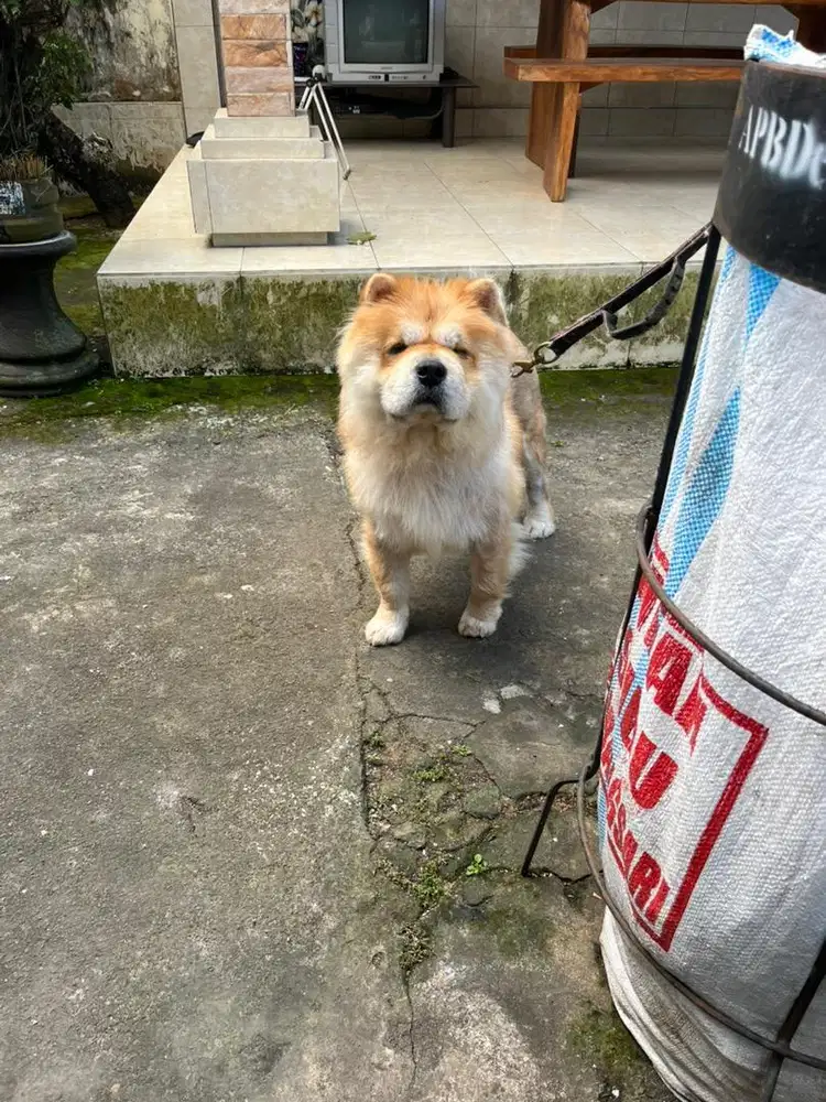 chow chwo betina stb