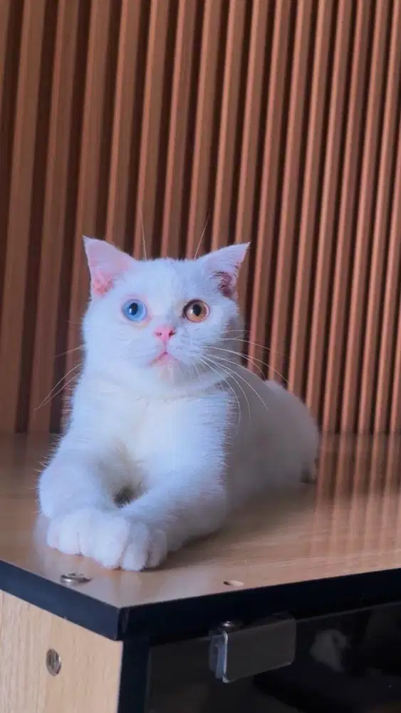 BSH scotish fold odd eyes