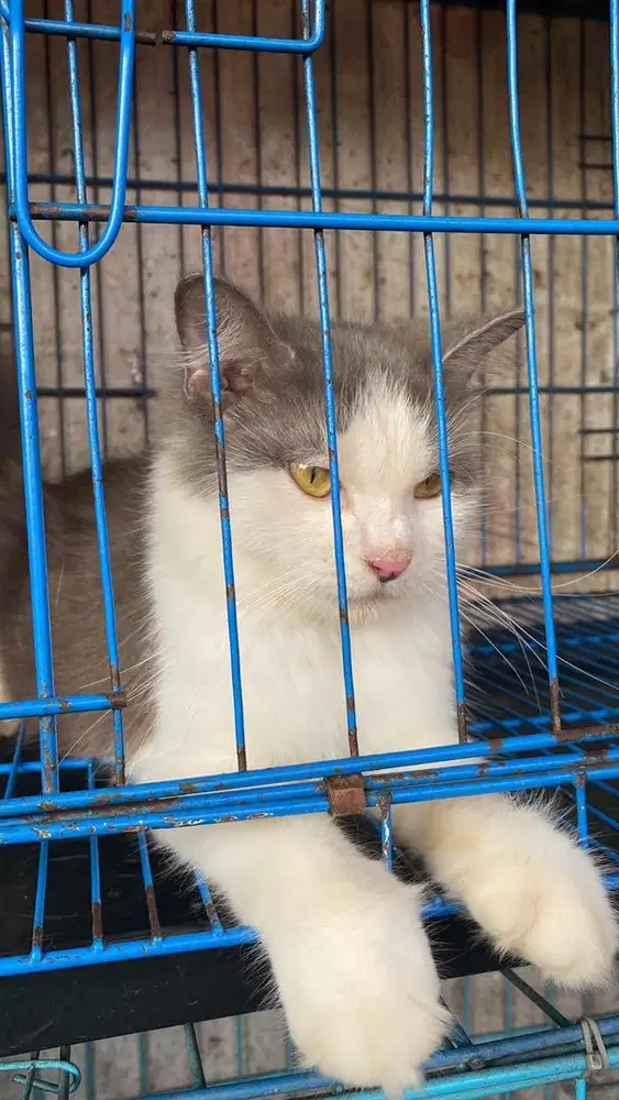 lepas adopsi kitchen ras persia manja