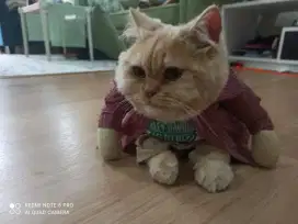Lepas Adopt Pejantan Tangguh