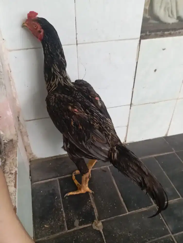 Ayam bangkok muda Birma mangon