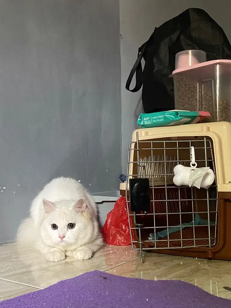Persia flatnose