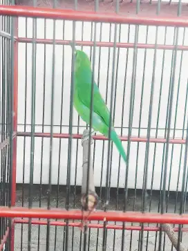 Burung besar plus kandang