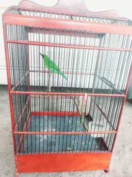 Burung besar plus kandang