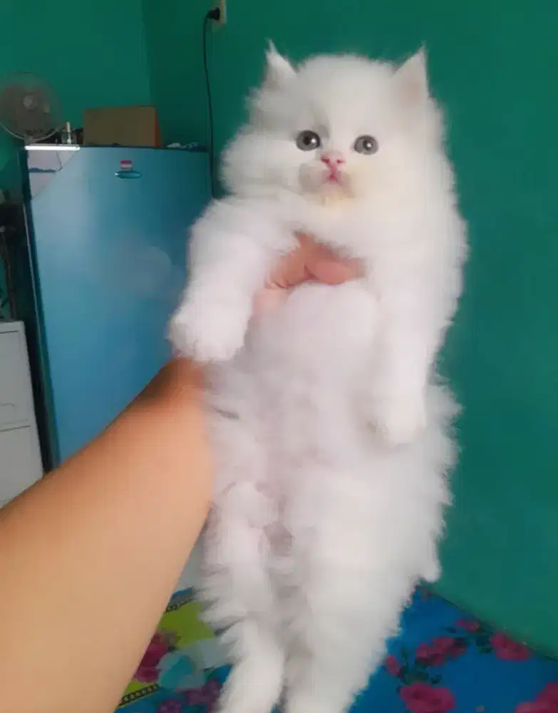kucing persia #kittelucu
