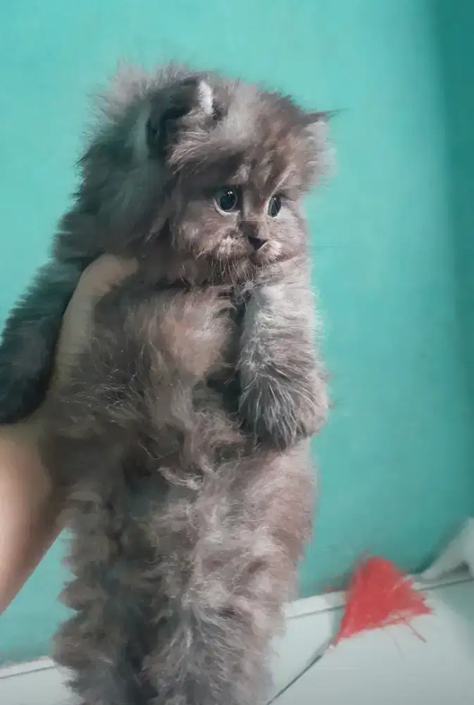 kucing persia #kucinglucu