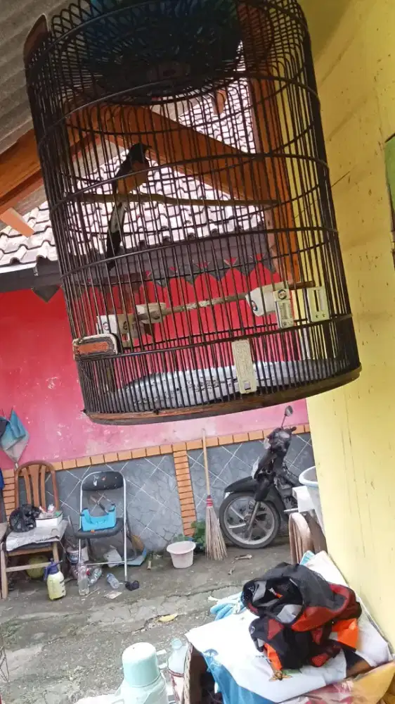 Dijual burung murai