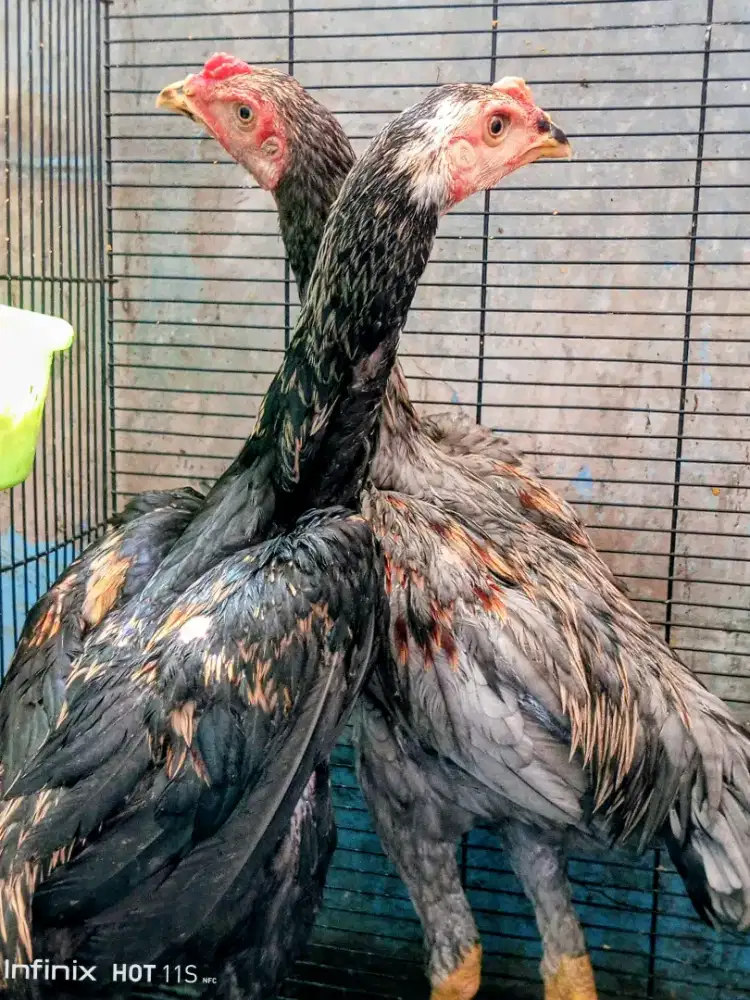 2 Ayam Bangkok Jantan lancur Bagus