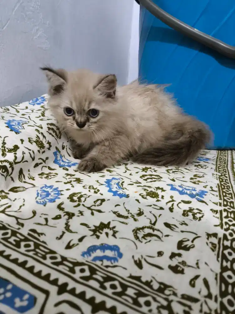 OPEN ADOPT KITTEN PERSIA HIMALAYAN