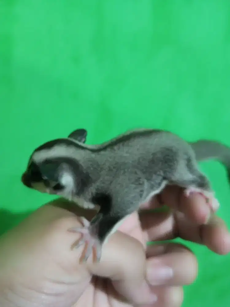 sugar Glider grey