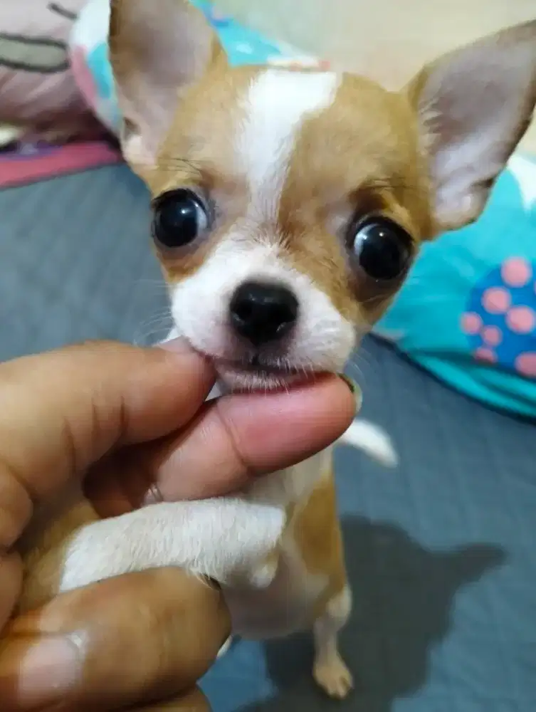 ANJING CHIHUAHUA BETINA PUPPIES