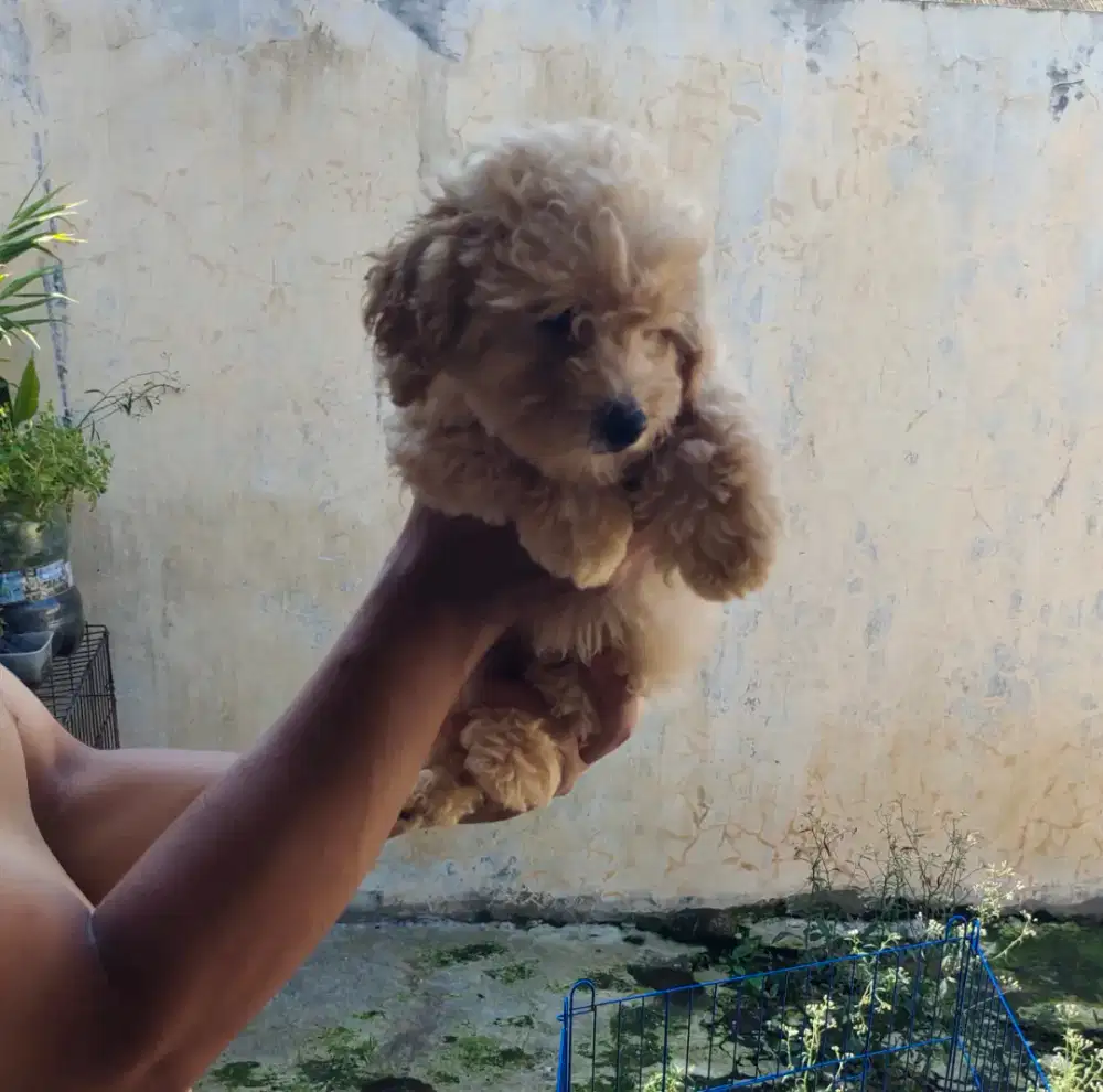 Puppy poodle jantan