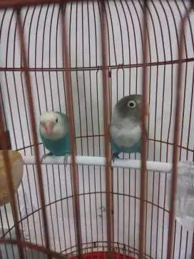 Lovebird dewasa pasangan