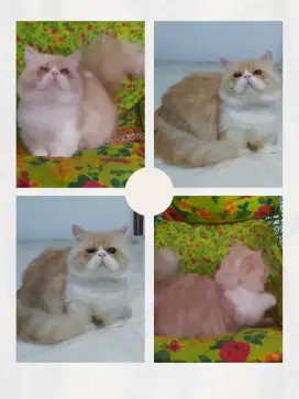 Munchkin Peaknose Male Super Cebol