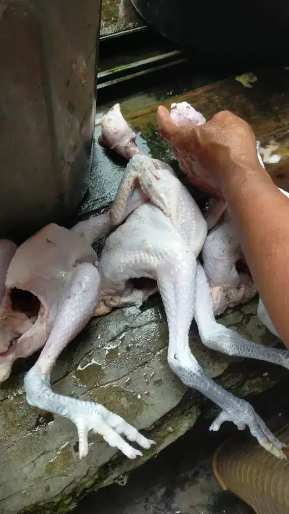 Karkas ayam kampung