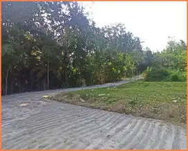 Cerme Panjatan Jual Tanah Jogja SHM Lokasi Strategis Murah