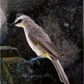 Dijual burung trucukan gacor