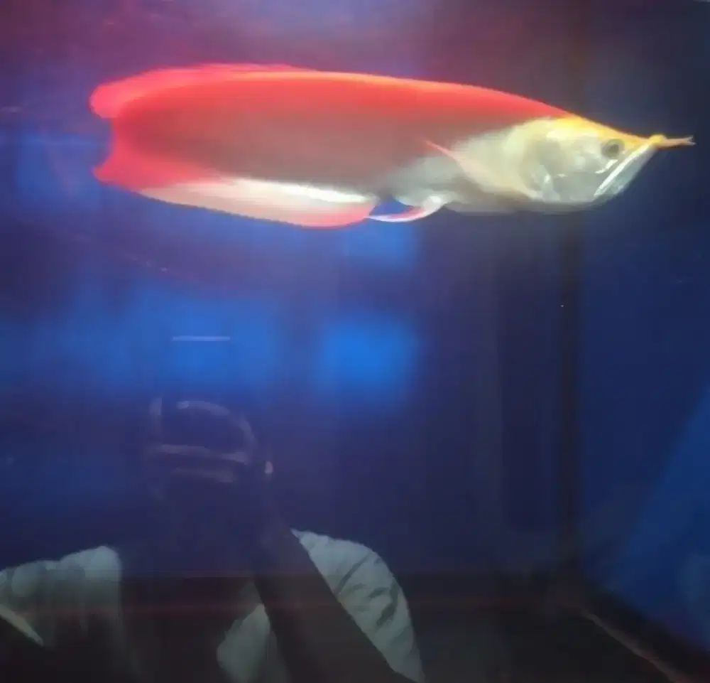 ikan arwana silver albino mata merah badan merah cakil unik langka
