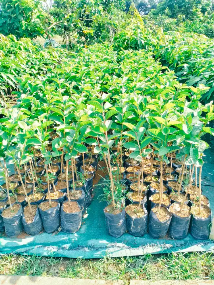 Bibit jambu kristal putih