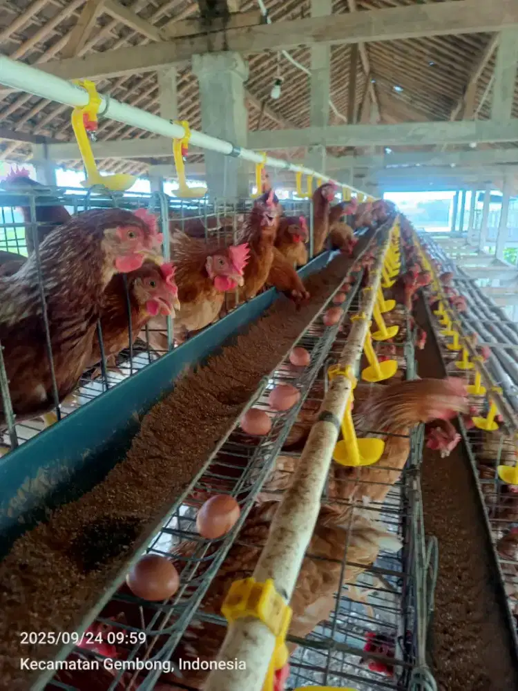 Telur ayam negeri