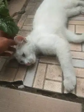 Dijual kucing putih