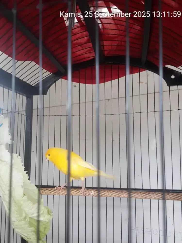 Kenari Af sehat wal afiat burja blm gacor