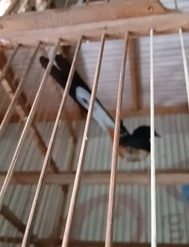 Burung murai beti