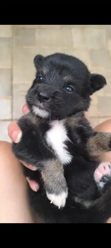 Anak anjing mini