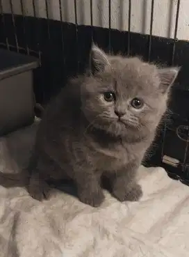 Open booking kitten british shorthair kucing BSH