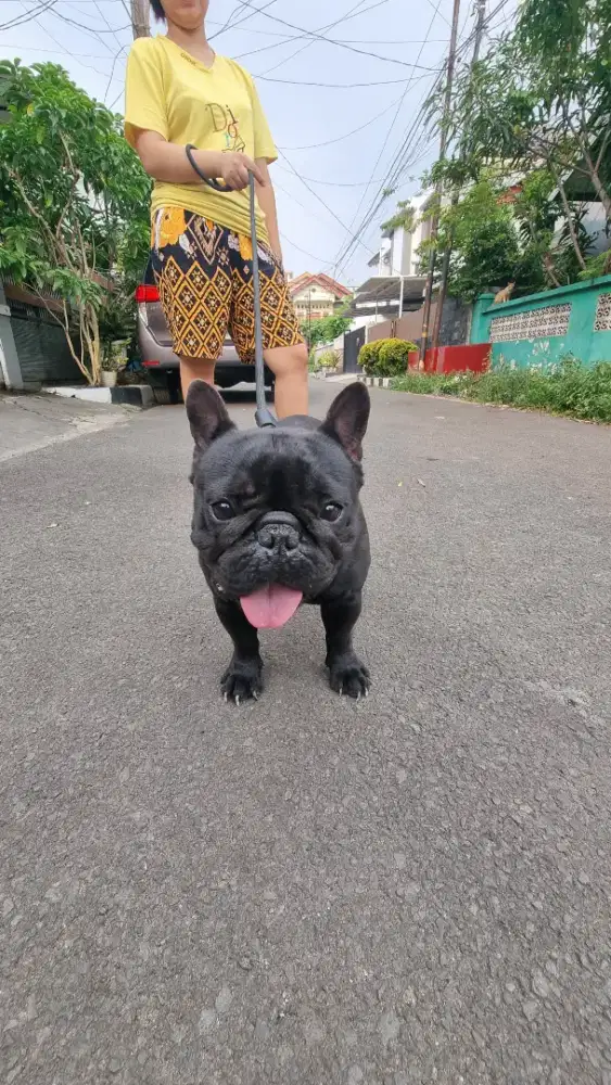 Anjing French Bulldog Betina Kualitas bagus