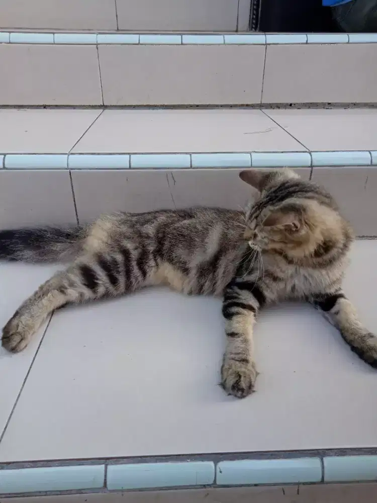 Kucing ras anggora