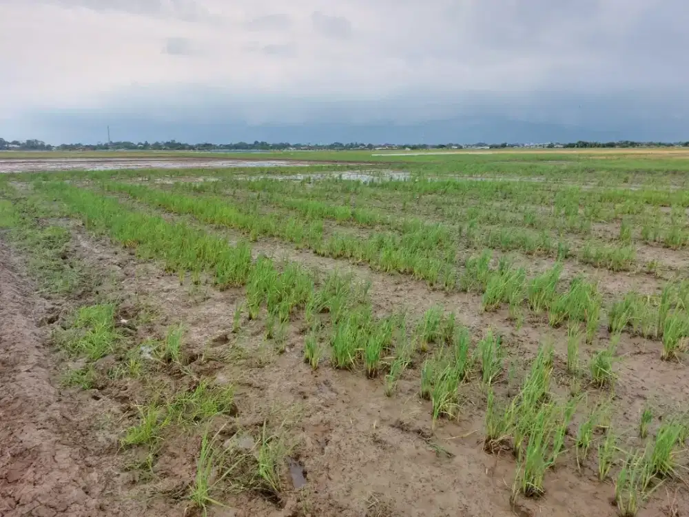 Dijual Sawah di Cilamaya