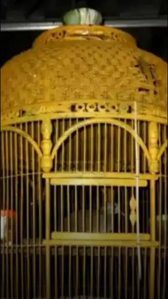 Perkutut lokal alam gacor suara gede.