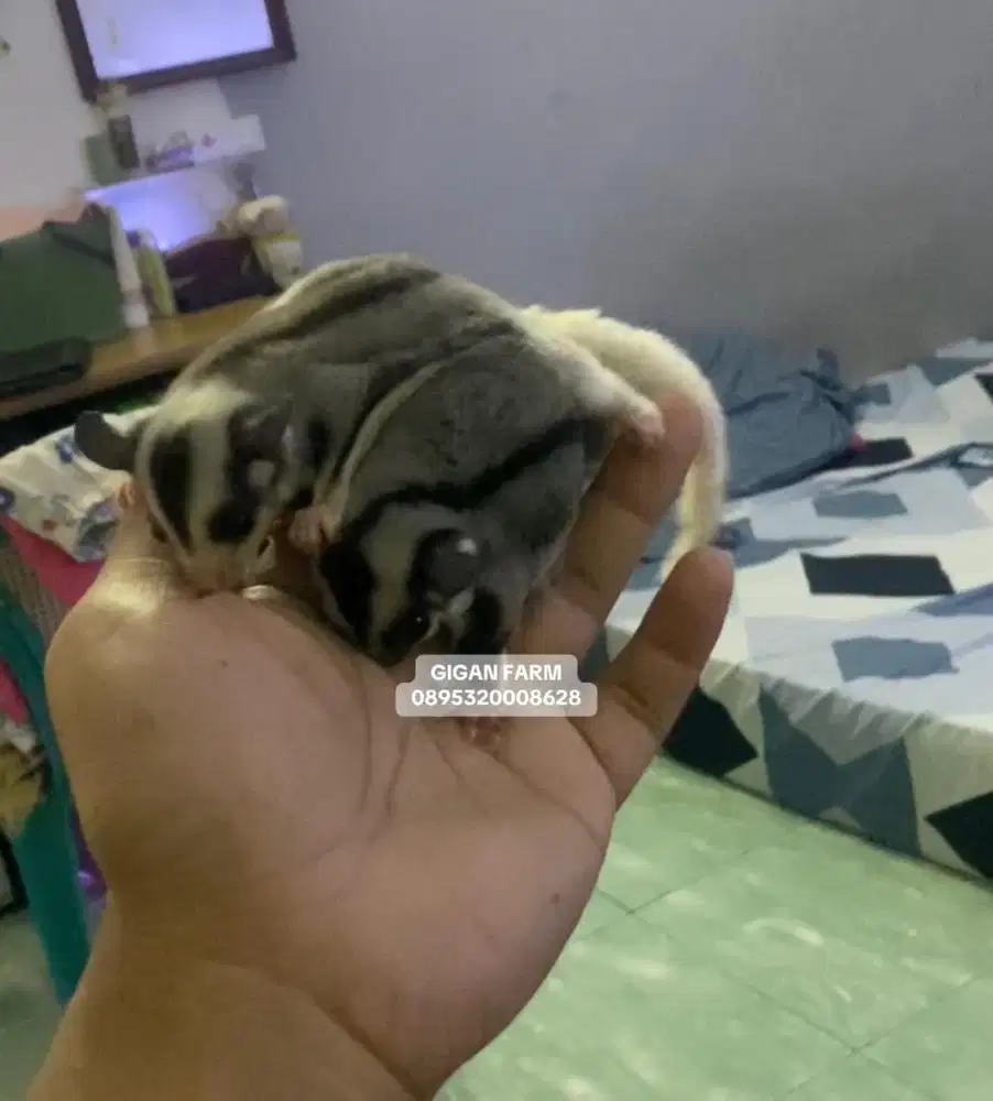 Joey Sugar Glider (anakan) jenis mozaik dan classic grey (sepsang)