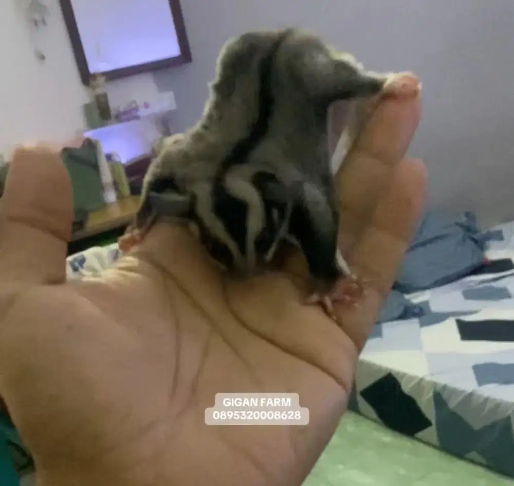 Anakan sugar glider classic grey