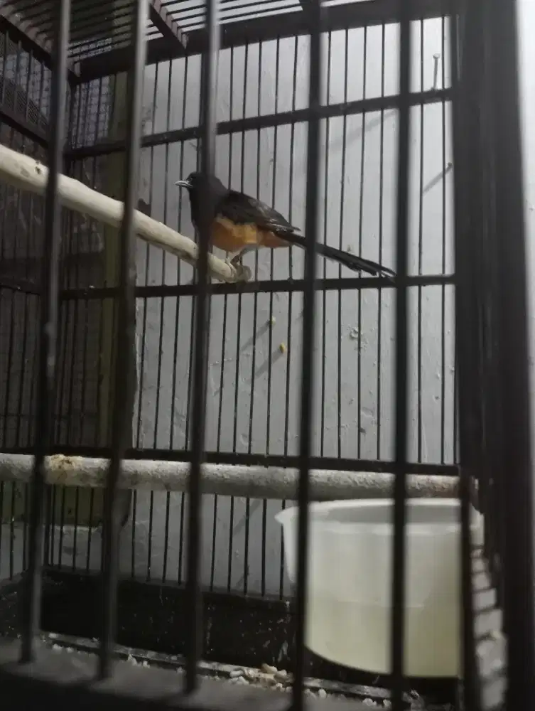 Jual burung murai Medan betina