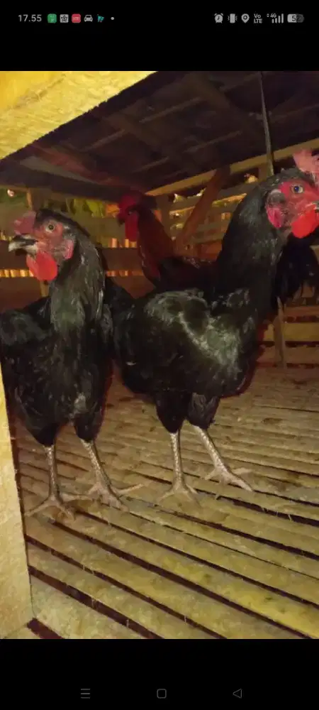 JUAL AYAM PELUNG