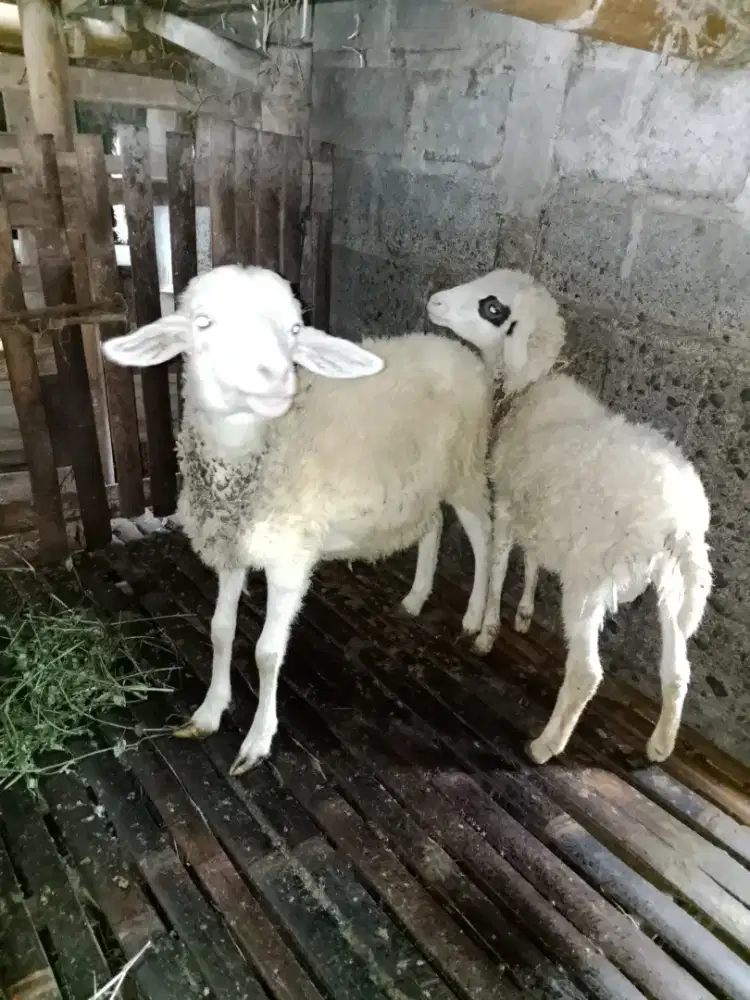 Bakalan domba jantan