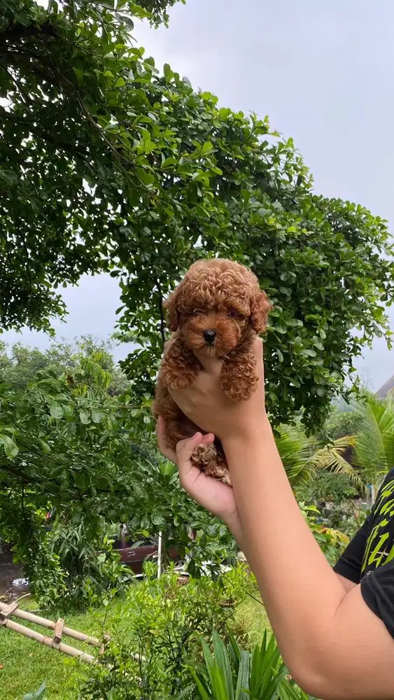 red toy poodle female