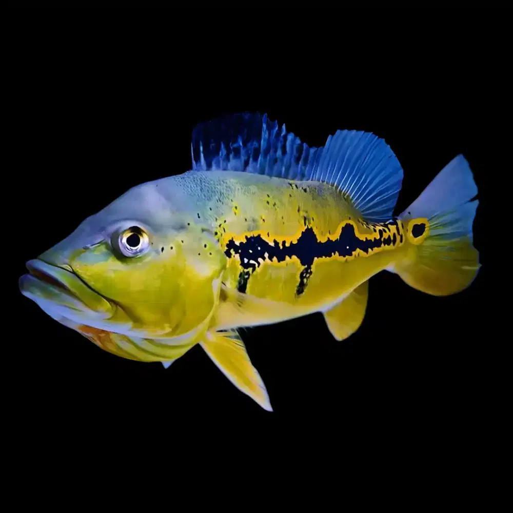 Pb455 Orinoc0 x X1ngu (Or1ngu) 20cm