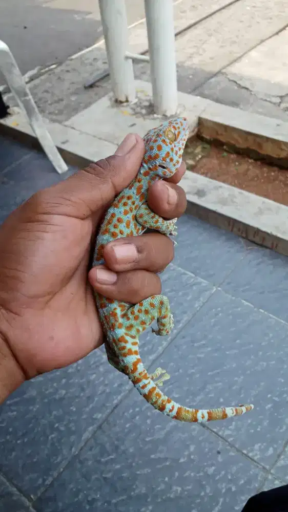 Tokek rumah totol orange