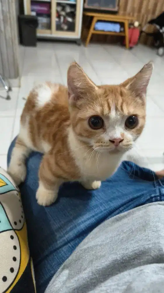 kucing Munchkin Mix Sphynx 6 Bulan jantan – Kaki Pendek, Vaksin