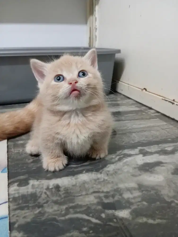 Munchkin BSH cebol